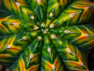 Round and fluffy around the sharp thorns on the variegated cactus