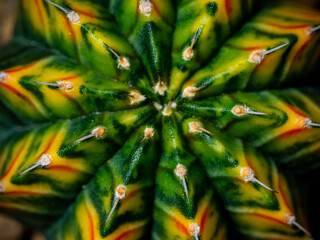 Round and fluffy around the sharp thorns on the variegated cactus