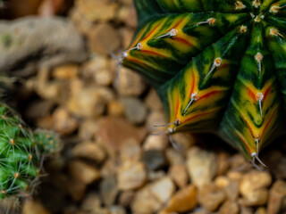 Round and fluffy around the sharp thorns on the variegated cactus