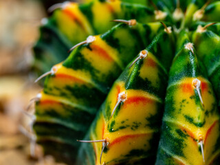 Round and fluffy around the sharp thorns on the variegated cactus