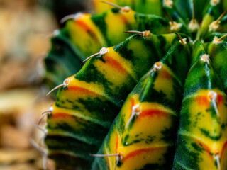 Round and fluffy around the sharp thorns on the variegated cactus