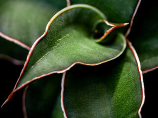 pointed tip of thick plump leaves of Sansevieria plant