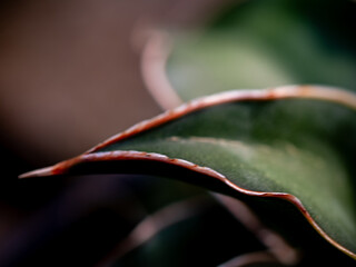 pointed tip of thick plump leaves of Sansevieria plant