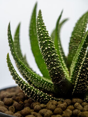White dots on the horn-shaped green succulent leaf of Haworthia fasciata