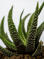 White dots on the horn-shaped green succulent leaf of Haworthia fasciata
