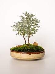 Gray leaves of Chinese wormwood bonsai with moss in the ceramic pot