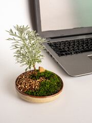 White dots on the horn-shaped green succulent leaf of Haworthia fasciata