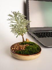 White dots on the horn-shaped green succulent leaf of Haworthia fasciata