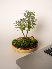 White dots on the horn-shaped green succulent leaf of Haworthia fasciata