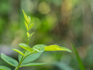 The tips and young leaves of rose branches in the garden.