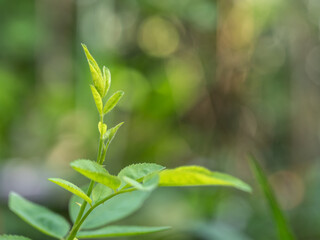 The tips and young leaves of rose branches in the garden.