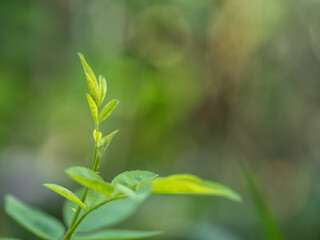 The tips and young leaves of rose branches in the garden.