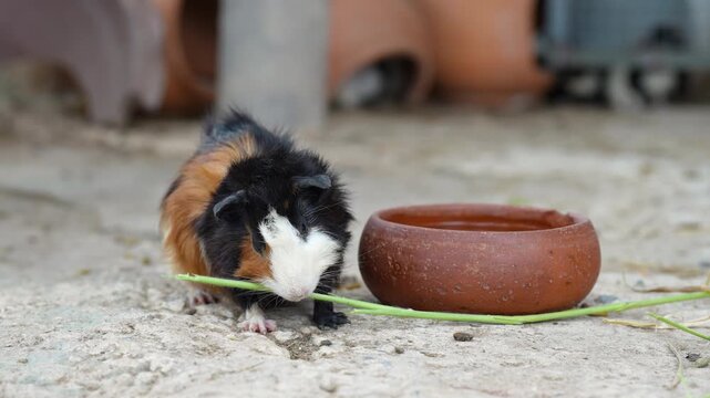 Group of cute little guinea pig or cavy were feeing by grass and carrot. Animal pets, living in nature portrait. Eye focus.