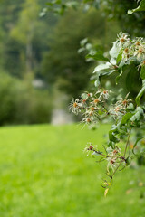Wild Clematis vitalba Blooming in the Alps, White Flowers