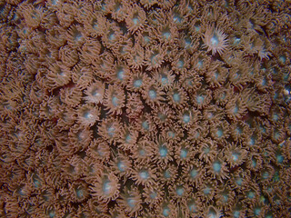 Close-up of coral polyps shows their delicate tentacles and glowing blue centers. The detailed underwater texture highlights the living structure of a vibrant coral colony.