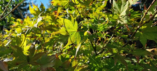 Maple leaves with sunlight rays shining through the branches