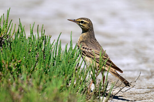 Brachpieper // Tawny Pipit (Anthus campestris) - Vjosa-Narta Delta, Albanien