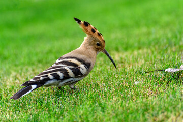 A hoopoe foraging on the grassland