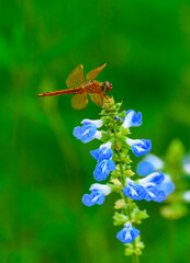 blue dragonfly on a flower
