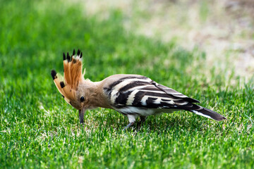A close-up of a red dragonfly perched on a blue flower