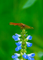 dragonfly on a flower