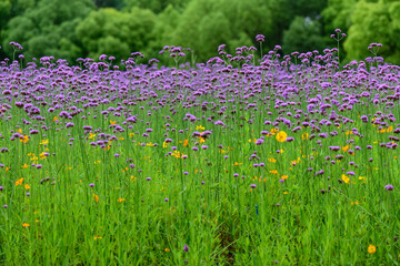 purple flowers in the garden