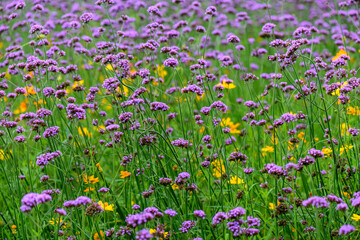 field of purple flowers