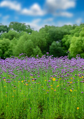 lavender field in provence france