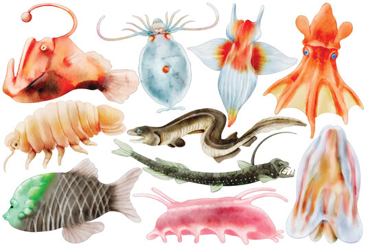 Watercolor Sea Creature Clip Art Set Deep Ocean Animal Anglerfish Squid Eel Isopod Vampire Squid Dumbo Octopus Blobfish Fish Illustration Marine Wildlife Abyss