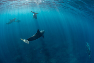 Dolphins swimming freely in the vast ocean