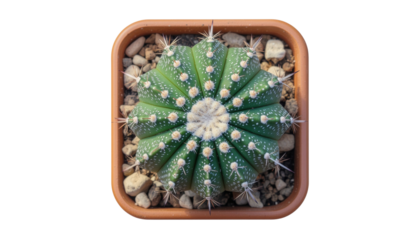 Astrophytum cactus displaying unique polka dot pattern, isolated on transparent background, top view showing ribbed structure isolated on solid white background Png format