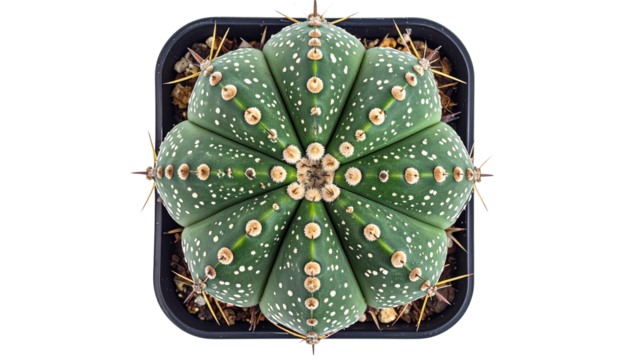 Astrophytum cactus displaying unique polka dot pattern, isolated on transparent background, top view showing ribbed structure isolated on solid white background Png