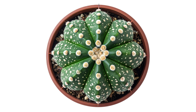 Astrophytum cactus displaying unique polka dot pattern, isolated on transparent background, top view showing ribbed structure isolated on solid white background in Png
