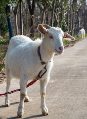 white goat on a farm
