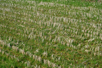 green grass in the wind