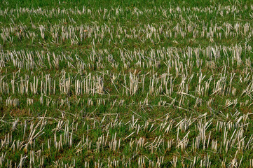 green grass in the wind