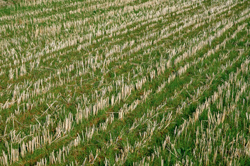 green wheat field