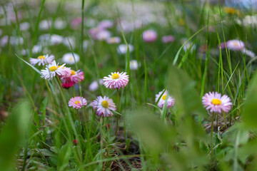 Daisies in the meadow in spring © Gevorg&Lena