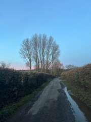 Country lane with trees at dusk  in winter, Somerset, England