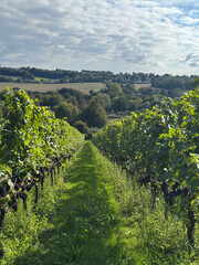Rows of Pinot noir grapes on the vine