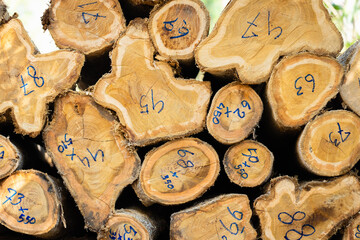 Stacked logs with numbered markings symbolizing the timber industry and deforestation impact. Concept of wood production, sustainable forestry, and environmental conservation awareness