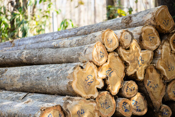 Stacked logs with numbered markings symbolizing the timber industry and deforestation impact. Concept of wood production, sustainable forestry, and environmental conservation awareness