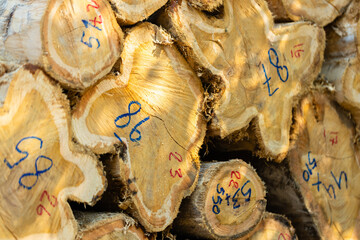 Stacked logs with numbered markings symbolizing the timber industry and deforestation impact. Concept of wood production, sustainable forestry, and environmental conservation awareness