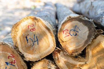 Stacked logs with numbered markings symbolizing the timber industry and deforestation impact. Concept of wood production, sustainable forestry, and environmental conservation awareness