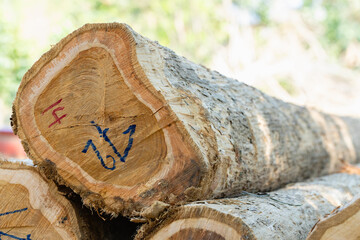 Stacked logs with numbered markings symbolizing the timber industry and deforestation impact. Concept of wood production, sustainable forestry, and environmental conservation awareness