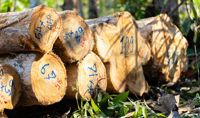 Stacked logs with numbered markings symbolizing the timber industry and deforestation impact. Concept of wood production, sustainable forestry, and environmental conservation awareness