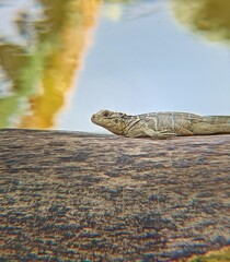 Wild soa-soa basking peacefully