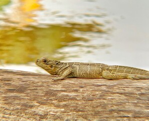 Wild soa-soa basking peacefully