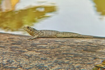 Wild soa-soa basking peacefully