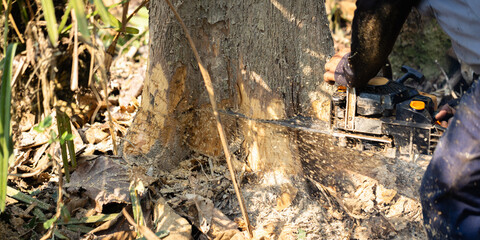 Worker cutting down a large tree with a chainsaw in the forest, representing logging, deforestation, and environmental exploitation. Concept of forestry, wood industry, and sustainability awareness